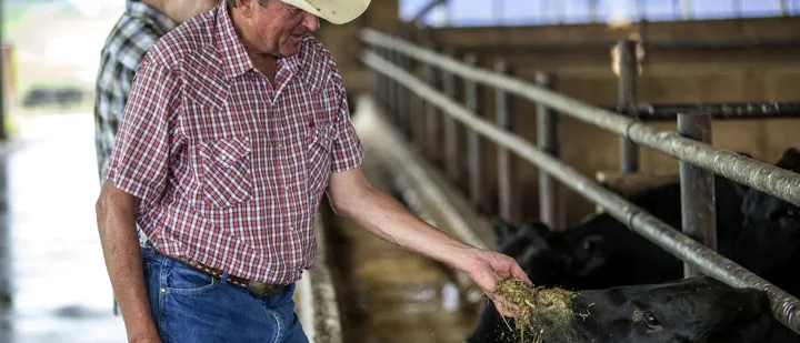 Dennis Byrne, Herr Angus Farms Manager feeding local cows